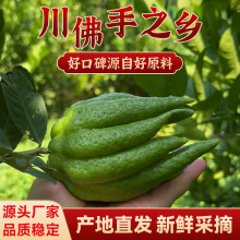 四川厂家新鲜采摘佛手柑  乐山基地直采观赏闻香水培食用川佛手柑