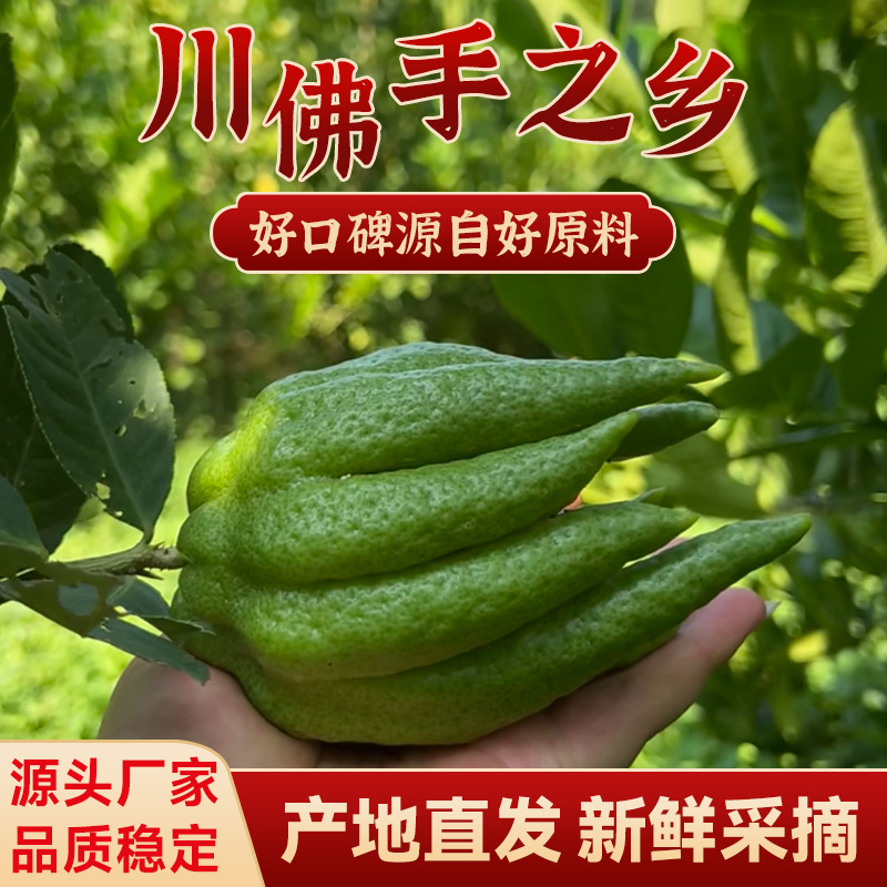 四川厂家新鲜采摘佛手柑  乐山基地直采观赏闻香水培食用川佛手柑