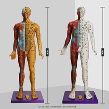 针灸半穴位人体模型  85cm全身刻字半肌肉中医十二经络图解剖模特