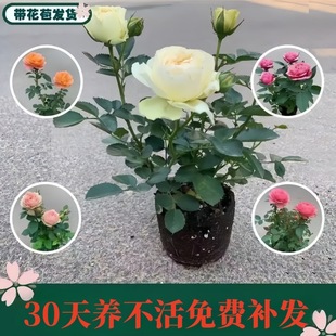 õ�廨���Ԏ������󻨝����̨ͥԺ���ܾGֲ��ɫ�¼��������Ե���