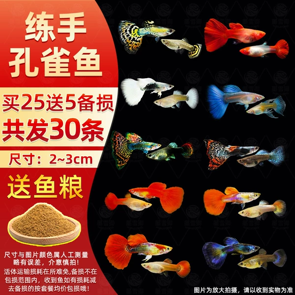 (2-3cm) 25 guppies for training + 5 damage reserves and free fish food