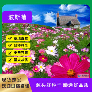 Cosmos Chrysanthemum Seed Gesang Flower Big Flower Autumn English Four Seasons Easy to Live Flower Seed Garden Flower Sea Beautify Country Seed