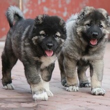 高加索犬幼犬活体大型猛犬护卫犬熊版高加索大骨架大头版高加索犬