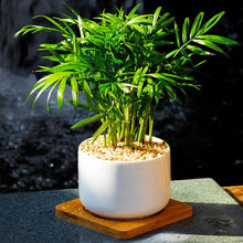 袖珍椰子mini小盆栽办公室内桌面绿植物北欧客厅办公桌花卉