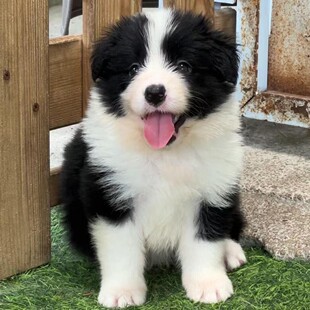 ���N߅��Ȯ�ڰ�ɫ�Eʯɫ߅����Ȯ���w���ﹷ�t��ɫ߅������Ȯ����