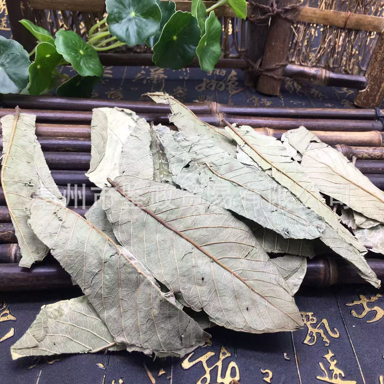 Guava Leaf Tea Folium Psidii Guajavae Fan Shi Liu Ye Dried Loose Leaves Bulk 500g key features