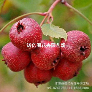 �޽ӷ���tɽ高����ش��ͺ�ɽ���ͥԺ����ԷNֲ�����箔��Y��
