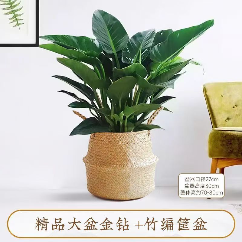 绿公主大叶金钻净化空气四季常青吸甲醛植物室内桌面绿植盆栽花卉