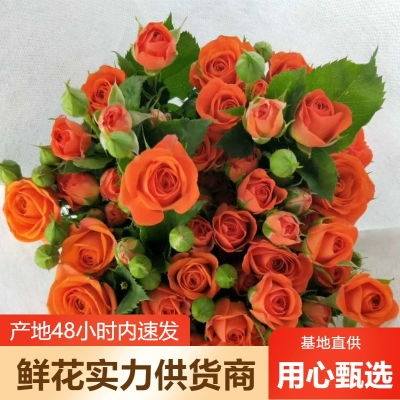 Многоголовые розы оптом розы цветы оптом свадебные украшения цветочный магазин киоск сообщества групповая покупка поставка