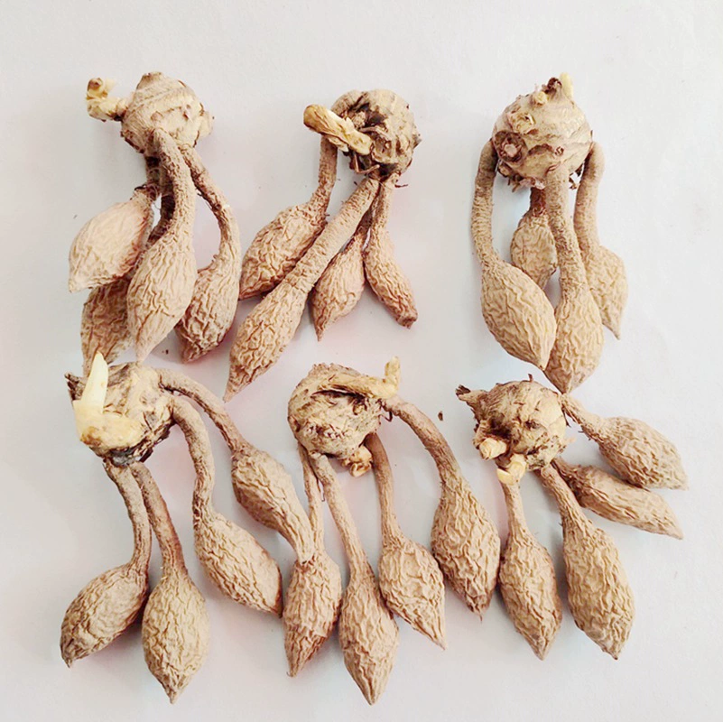 Имбирь семян лотоса шарик многолетний цветок шар корень морозостойкий многолетний цветок двор крытый балкон почва шарик семян лотоса