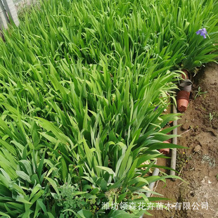 Artificial Potted Breeding Wetland Phalaenopsis Orchid Garden Courtyard Evergreen Phalaenopsis Orchid Iris Flower Sea Engineering Seedlings Wholesale