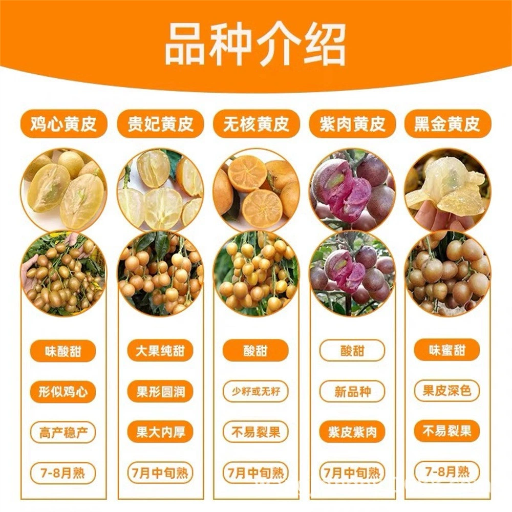 Прививка фиолетовая плоть желтая кора саженцы куриное сердце без косточек Императорская наложница Черное золото фруктовые саженцы фруктовые деревья двор в горшках Юг и север посадка саженцев