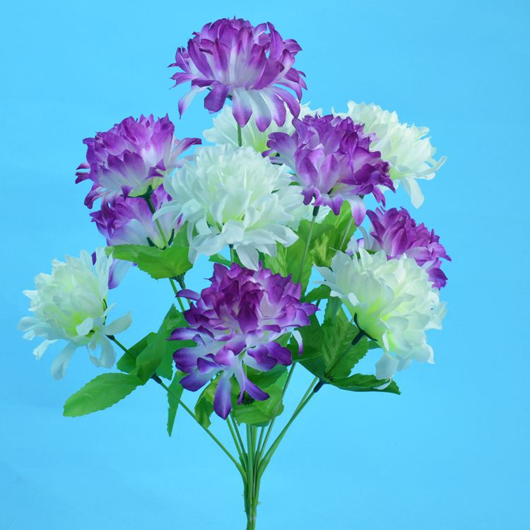 12头爪菊4.jpg