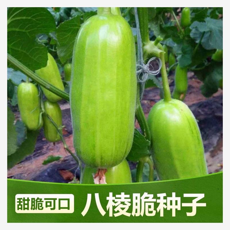 八棱脆瓜种子青龙菜瓜西葫种子可生吃炒菜四季可播瓜果种蔬菜种籽