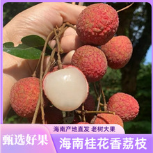 2026�����r��֦�F�l�Fժ������֦�����^��������֦���\