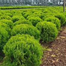 �Ȱؘ����ɰ����ؘ������ɰؘ��猚����֦�����ؘ��֦���ļ���