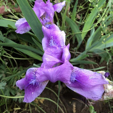 德国鸢尾 黄花和紫花品种 苗圃批发 基地 地被植物