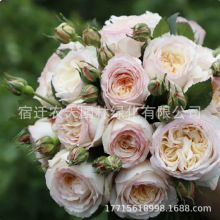 �W���¼������֭�̨ͥԺ�¼��������ش������ļ�����һ�c�ɟ�