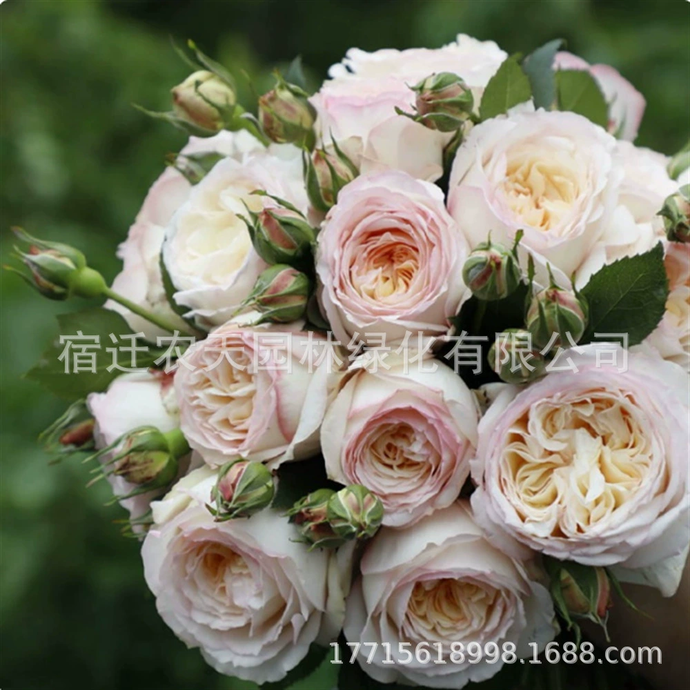 Европейский розовый сок Балкон Двор Китайская Роза Цветок большой рассады Очень большой цветок в горшке Четыре сезона Ароматные розы Цветы