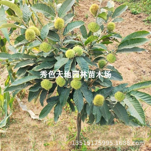 �޽Ӱ��������t�۰������ϱ����Nֲ�������Ե��Ԯ���Y��������