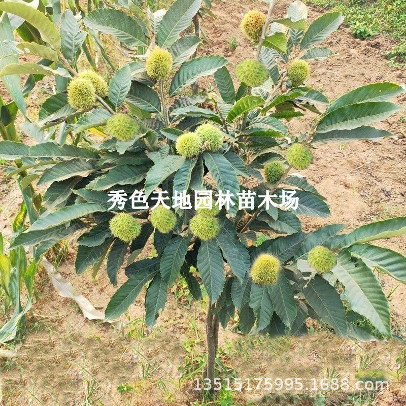 嫁接板栗树苗大红袍板栗树南北方种植果树盆栽地栽当年结果果树苗