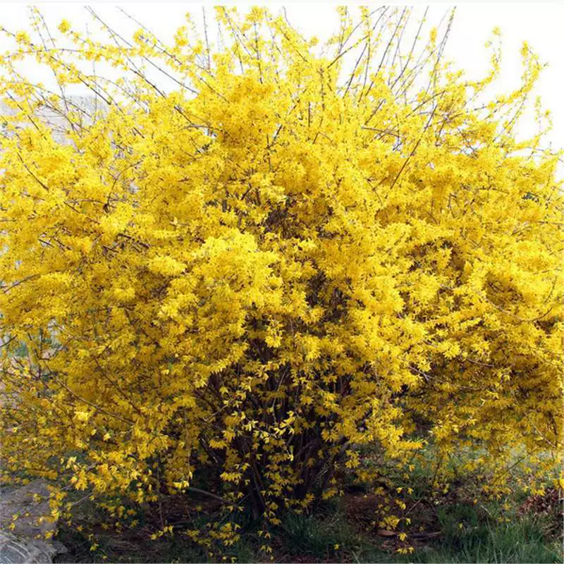 Ландшафтные саженцы, вьющиеся цветы, саженцы цветов форсистии, саженцы форсистии, колокольчик, саженцы желтого тигра, цветы для двора.