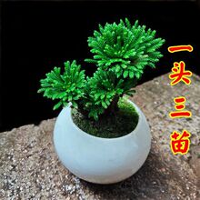 野生卷柏九死还魂草假山组合吸水石绿色花卉微型盆景盆栽长青鲜活