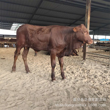 ľٝţNţBֳ ۸SţsTţţ