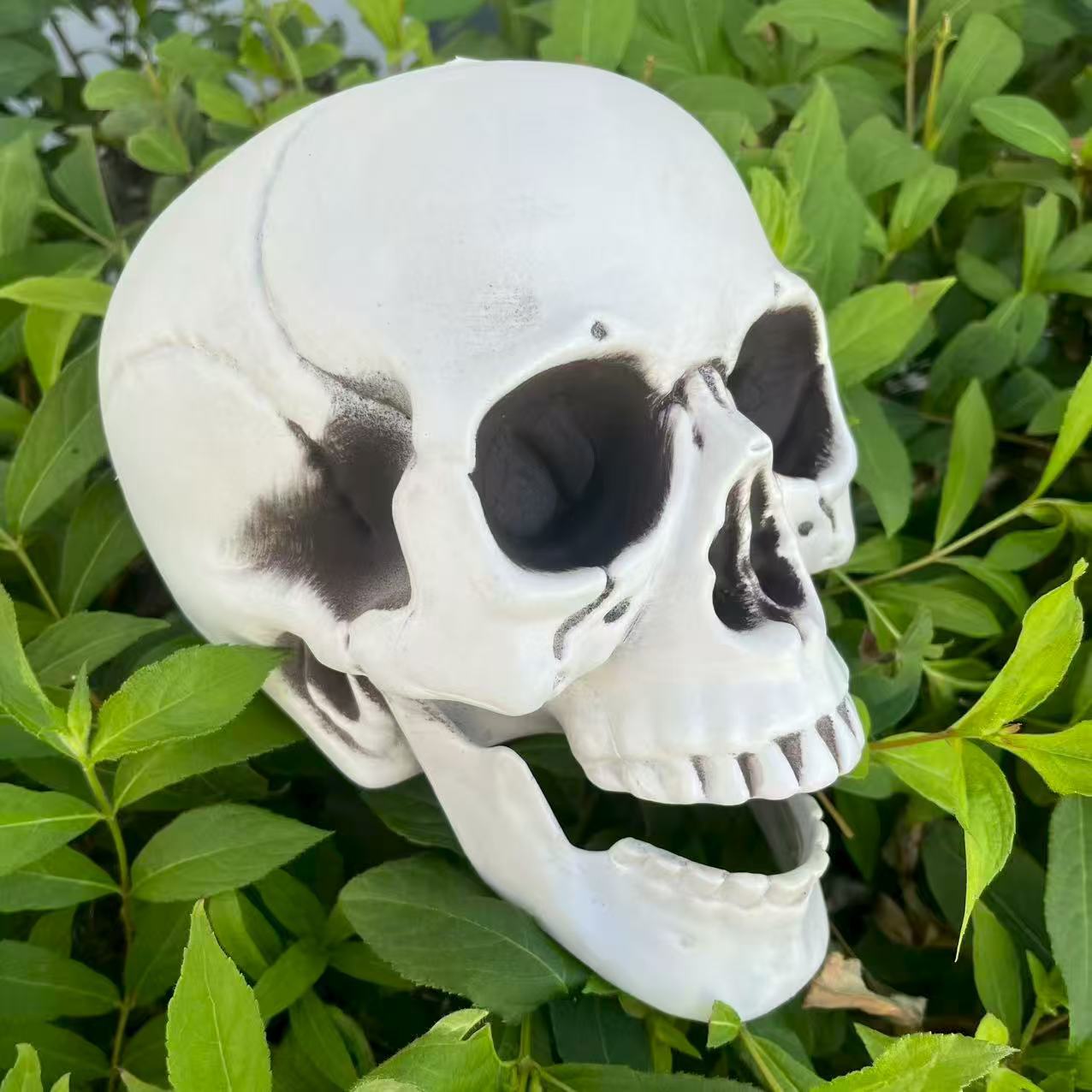 Modelo de Cráneo Humano Simulado de Plástico Hecho a Mano