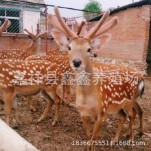 梅花鹿幼崽景区观赏投喂宠物 梅花鹿活体萌宠价格 养殖场可爱小鹿