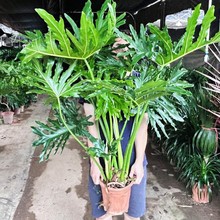 ������������[�����Ϙ�ˮ�����G�qֲ���҃����ļ����G�^�~��Gֲ