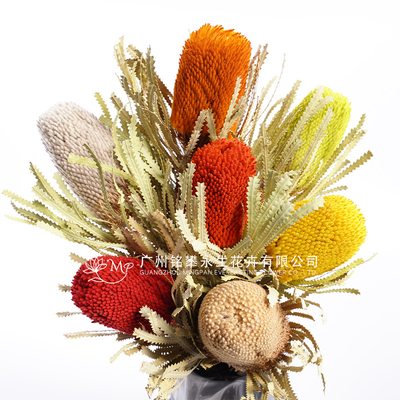 【南非班克木】diy干花佛塔贝克斯花束客厅摆件永生花材料批发