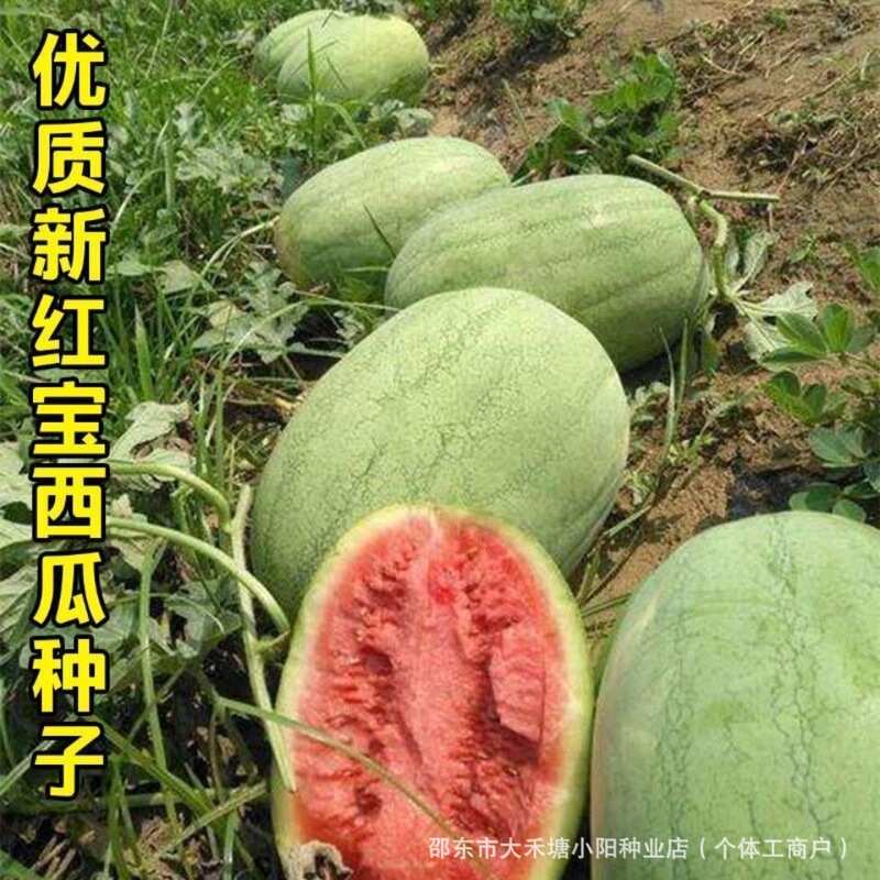 New Ruby Watermelon Seeds, Extra Large, Super Sweet, Thin-Skinned Ruby Flesh Watermelon, Lazy Green-Skinned Watermelon Seeds New Ruby Watermelon Seeds, Extra Large, Super Sweet, Thin-Skinned Ruby Flesh Watermelon, Lazy Green-Skinned Watermelon Seeds