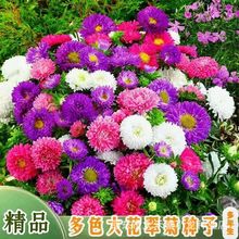 ʴշNļN_ܷN̨ͥԺ׷NСrջN