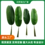背景婚庆婚礼仿真芭蕉叶