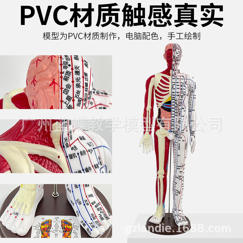 60cm��׼�������ģ�� ��ҽ�������Ѩλģ��ͼʮ�������ѧģ��