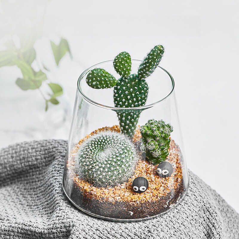 Volcano Micro Landscape Bottle Transparent Glass Small Flower Pot Green Plant Fleshy Ornaments Desktop Decoration Office Ecological Bottle
