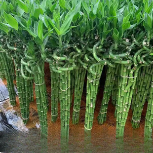 ����ˮ��ֲ���D�\���F���_�\��ˮ�B�͏d������������ؔ�҃�