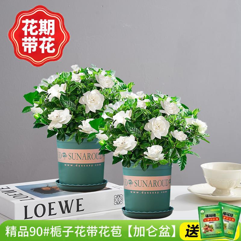 [2개 세면대 특별 제공] 부티크 90#치자나무 개화기(갤런 화분)에 영양액을 공급