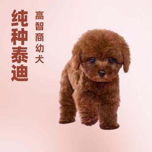 ���ڼ��N̩����Ȯ���w����С���豭Ȯ���B��Ѫ�y������С��Ȯ�ɐ�