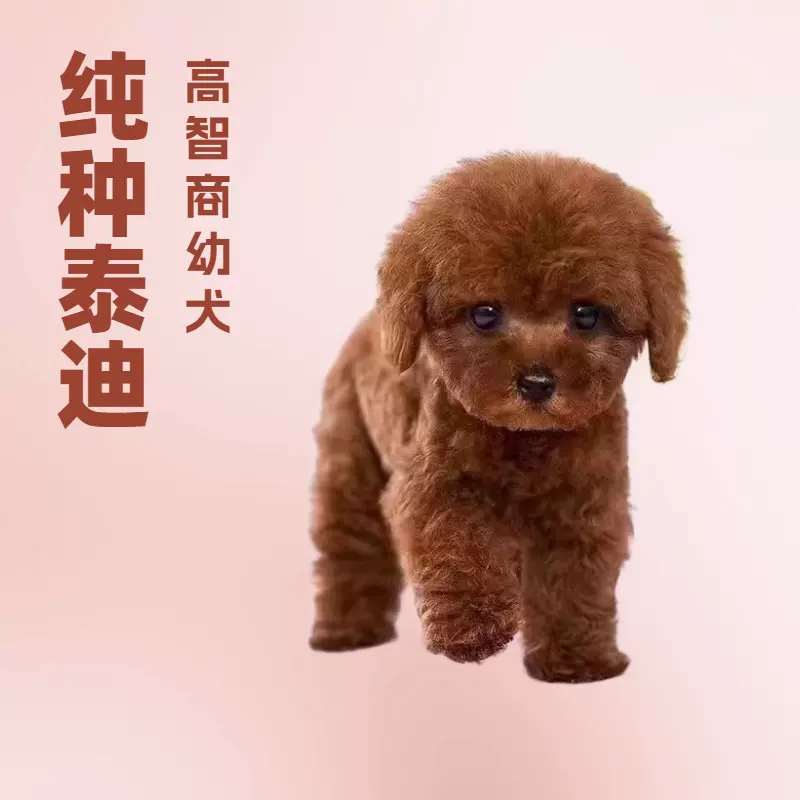正宗纯种泰迪幼犬活体宠物小狗茶杯犬家养纯血统高智商小型犬可爱
