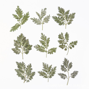 Artemisia Annua Leaves, Dried Flowers, Embossed Flowers, Nail Art and Beauty Materials, Natural Real Flower Plant Specimens, Glue Handmade Materials