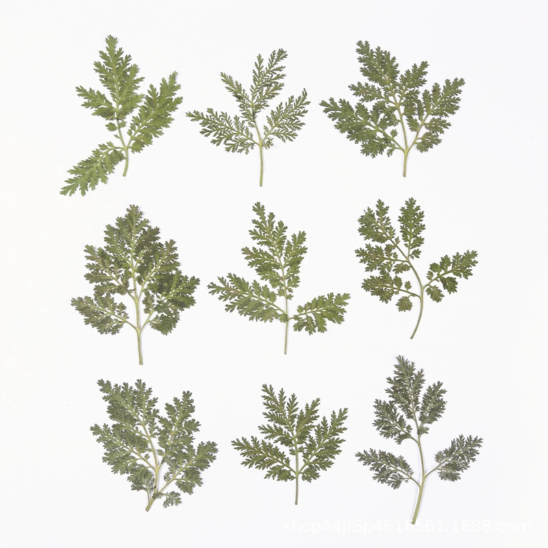 Листья Artemisia annua, сушеные цветы, тисненые цветы, материалы для дизайна ногтей и красоты, натуральные образцы настоящих цветочных растений, материалы ручной работы на клею.