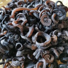 海参丝 乌参丝 七成干 酒店专用 泡发简便 各种丝段 欢迎加工