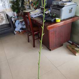 仿真植物仿真花枝配件 75CM单支剑兰草 仿真花枝头杆子大量批发