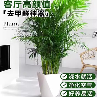 Large Potted Hawaiian Fan Palm for Living Room, Office, and Year-Round Evergreen Coconut Plant