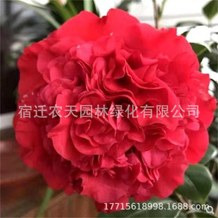 �����軨���Ԏ���������ֲ���ļ��_��ɽ�軨�����ļ����N���҃���