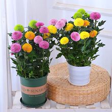 年宵花七彩乒乓球盆栽带花阳台庭院开花菊花室内四季好养绿植花卉