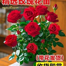 玫瑰花苗带花苞蔷薇月季特大花多季开花阳台盆栽花卉室内外绿植物