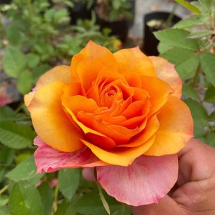 һ�����l�������¼������_��õ�����Ի�������ֲ���ٱ��Nޱ��Gֲ